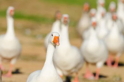 Goose portrait Fotos de archivo