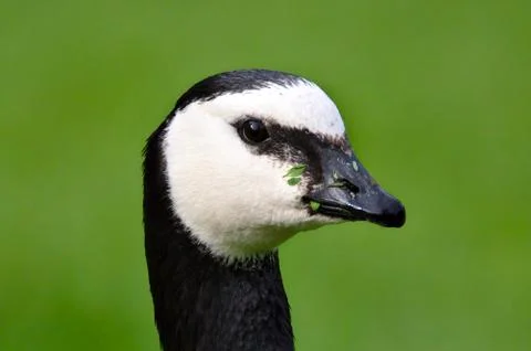 Goose portrait Stock Photos