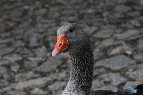 Goose portrait Stock-Fotos