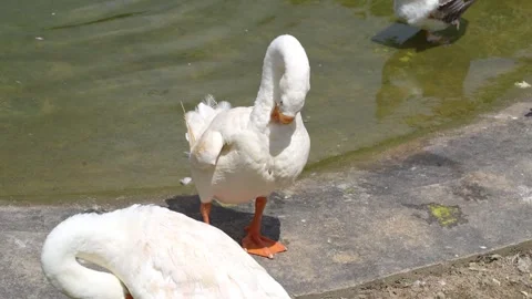 Goose Preening Behavior in Wildlife 4K Stock Footage 336833375