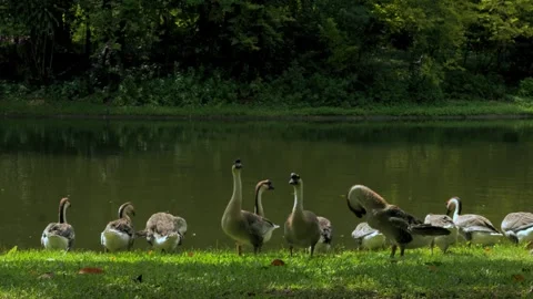 Goose Preening Feathers by the Water Stream Stock Footage 345308449