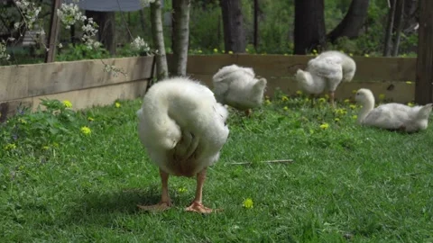A goose preening its feathers under the sun Stock Footage 130477041