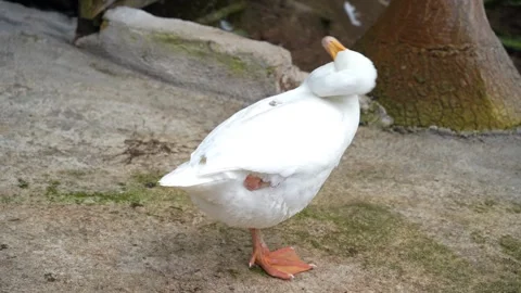 A goose is preening its plumage Видео 273711290
