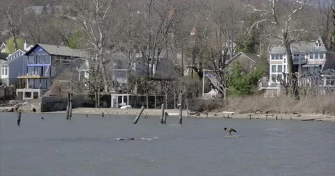 Goose Preening while standing on the shallow water rock, Hudson River, NY. 4K Stock Footage 151800985