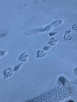 Goose Prints Stock Photos