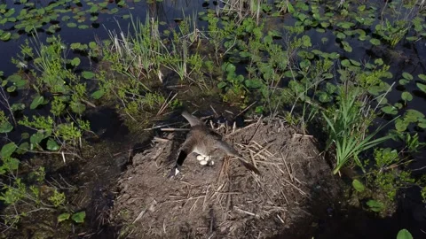 Goose protecting nest Видео 239074733