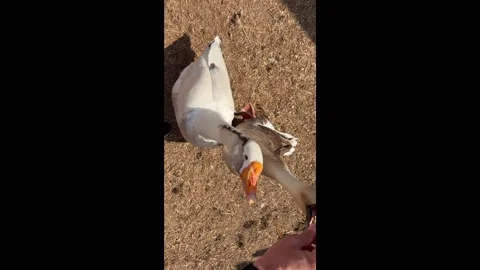A goose reaching out and begging for a carrot from a man on a farm. The fun.. Stock Footage 345834569