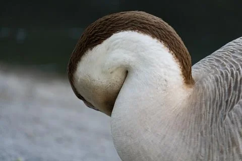 Goose in Resting Pose Stock Photos