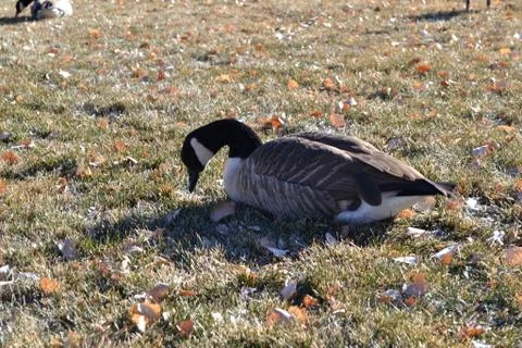 Goose Resting in Winter Stock Photos