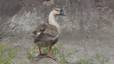 A goose rests on a boulder in a mountain stream Stock Footage 241141219