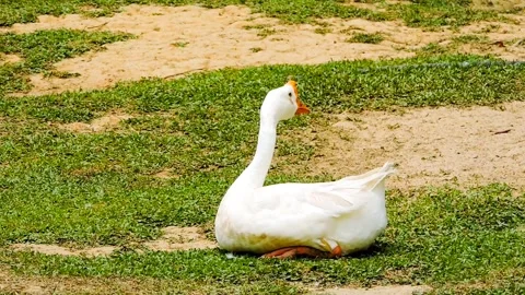 Goose rests Video stock 315527787