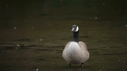 Goose in the river Video stock 5505063