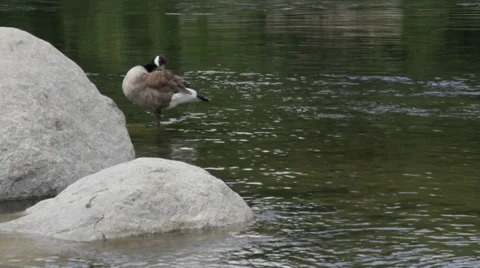 Goose On River 스톡 동영상 34081012