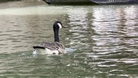 Goose in the river Stock Footage 280039288