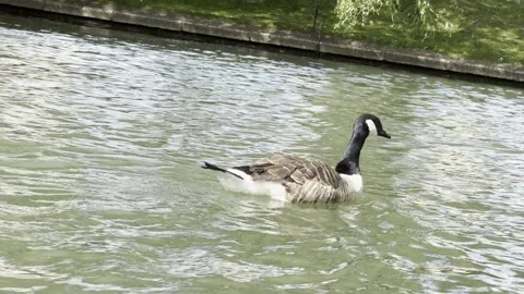 Goose in the river Stock Footage 280209117