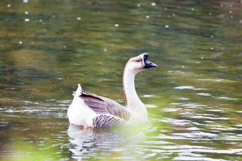 Goose on river 写真素材