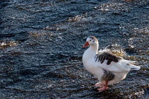Goose in the river Stock Photos
