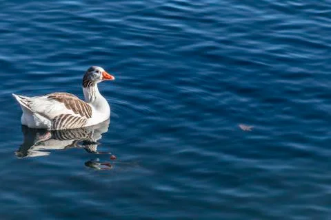 Goose in the river Stock Photos