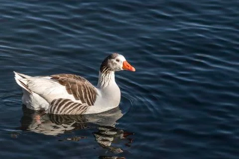 Goose in the river Stock Photos