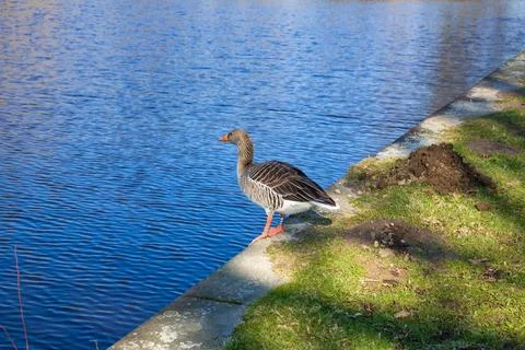 Goose at the river Stock Photos