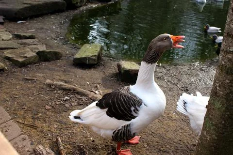 A goose scolds while standing Stock Photos