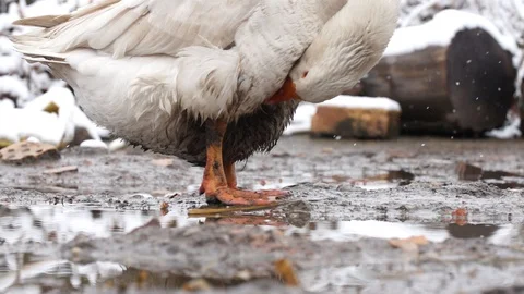 Goose scratching itself in close up, 400 fps slow motion, stockvideo Stock Footage 87863333