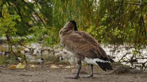 Goose scratching by the pond Stock Footage 84981372