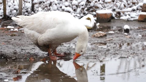 Goose shakes its head after drinking, 400 fps slow motion, stockvideo Stock Footage 87862835