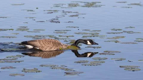 Goose showing threatening behavior while swimming among pond lilies leaves Stock Photos
