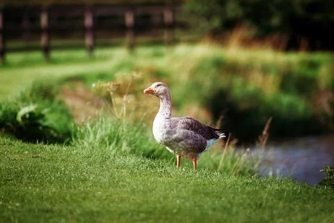 Goose By Side Of Pond Stock Photos