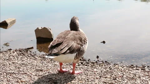 Goose sit down Stock Footage 40142971