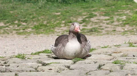 Goose sitting on the rocks and looking around Stock Footage 40032253