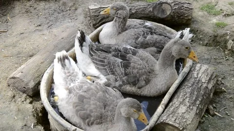 Goose sitting in a tin bath. Group of goose lying in the grass Stock Footage 64101763