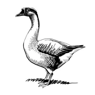 Goose sketch Stock Illustration
