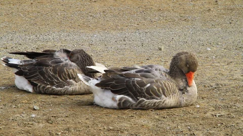 Goose sleeping Stock Footage 30661008