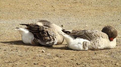 Goose sleeping Stock Footage 30663202