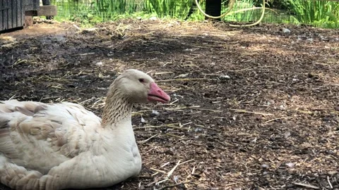 GOOSE SLEEPING Video stock 135019092