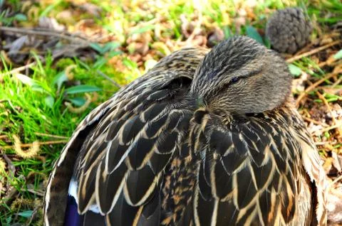 A goose is sleeping Stock Photos