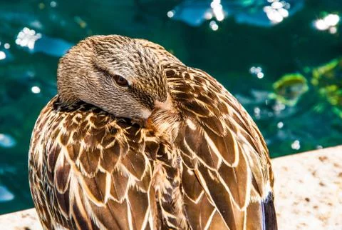 A goose is sleeping Stock Photos
