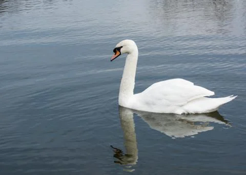 Goose in a small pond Stock Photos