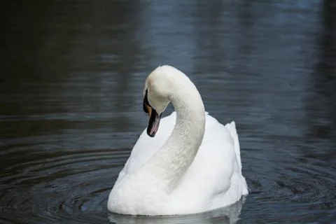 Goose in a small pond Stock Photos