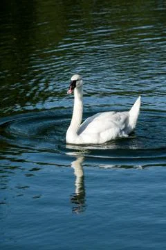 Goose in a small pond Stock Photos