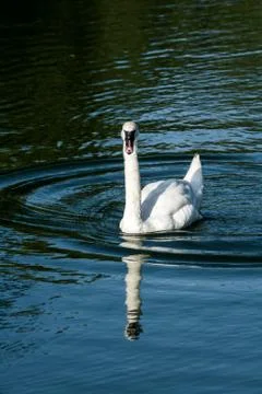 Goose in a small pond Stock Photos