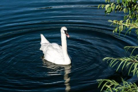 Goose in a small pond Foto stock