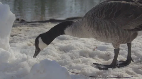 Goose in the Snow Stock Footage