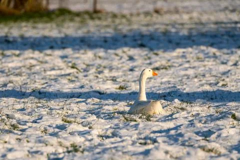 Goose in the snow Stock Photos