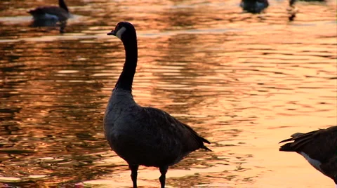 Goose in Sparkling Water Video stock 1066133