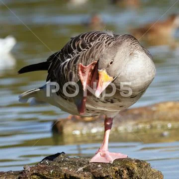 Goose square Stock Photos