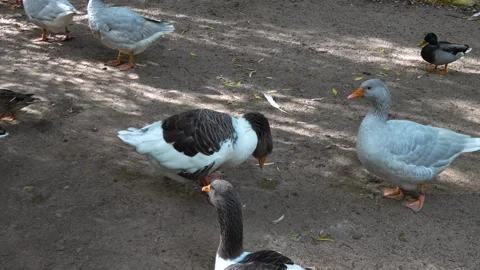 Goose standing  Stock Footage 260142343