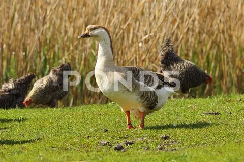 Goose standing on green lawn at the farm Stock Photos